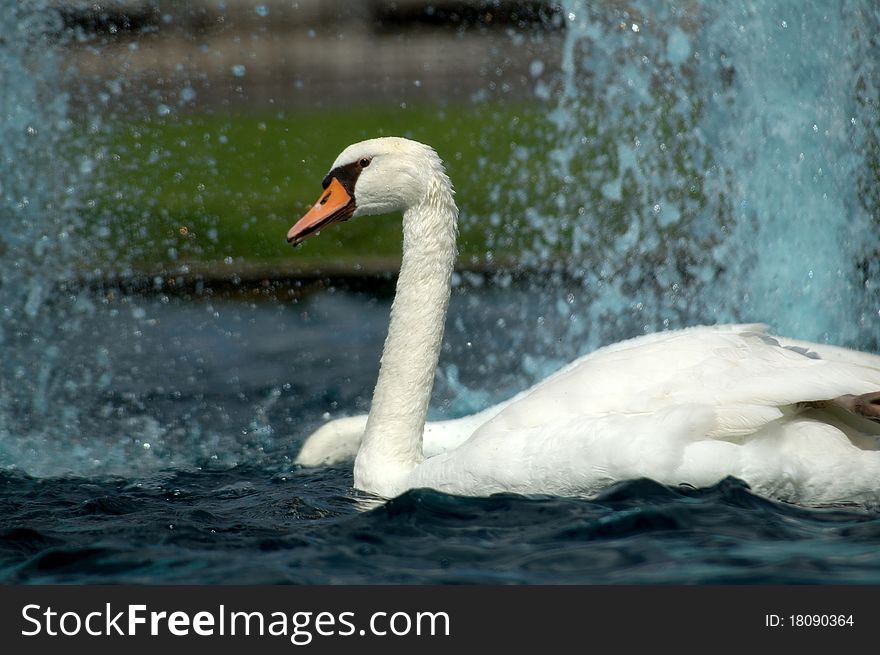 Swans In Fountains