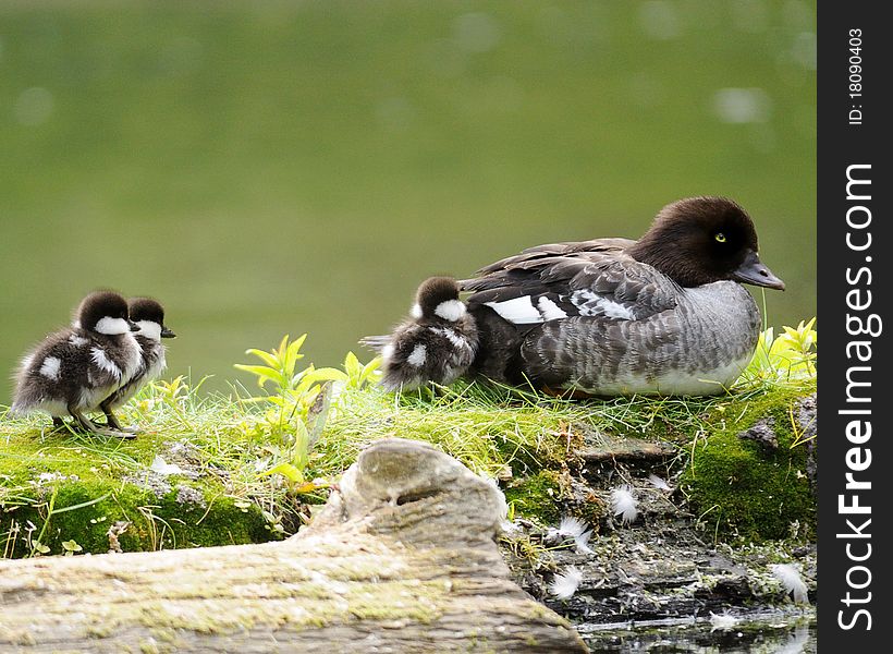 Golden-Eye Duck and her babies. Golden-Eye Duck and her babies