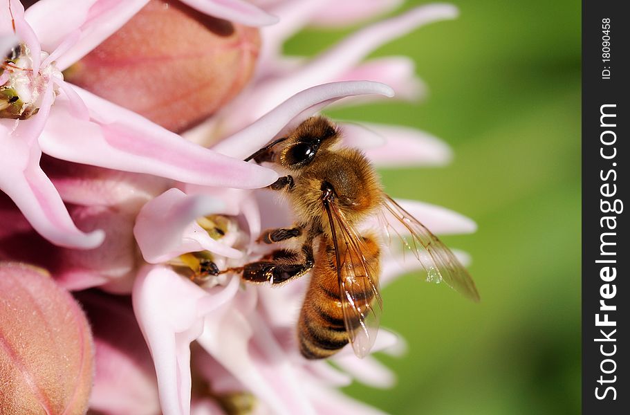 A honeybee gathering pollen from flowers