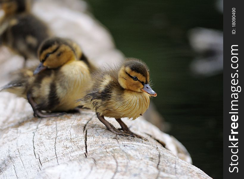 Ducklings sitting on a log