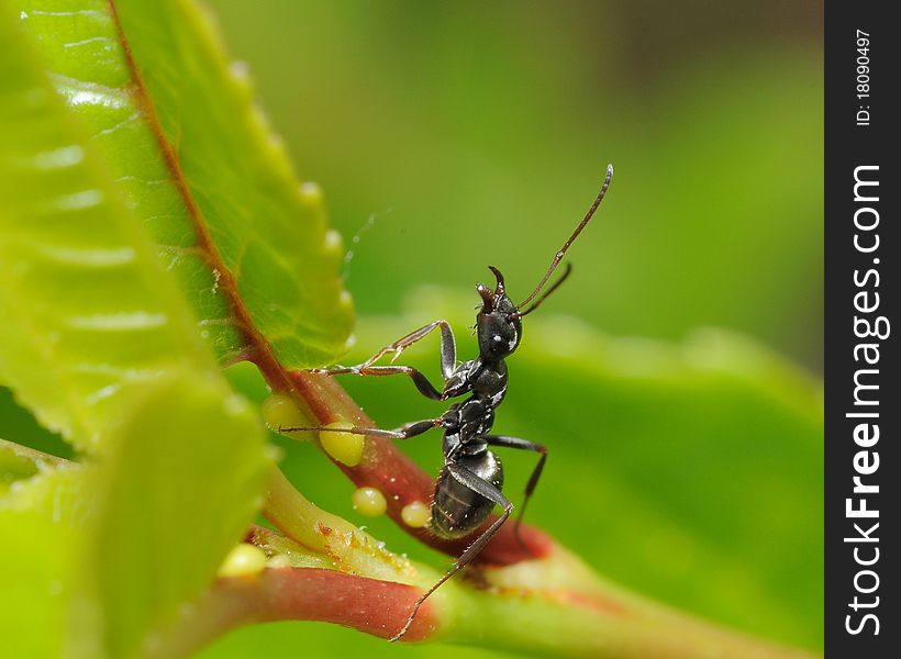 Black ant guarding aphid herd