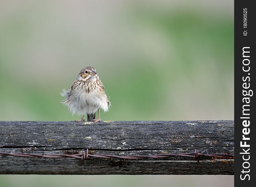 A windblown sparrow resting on fence