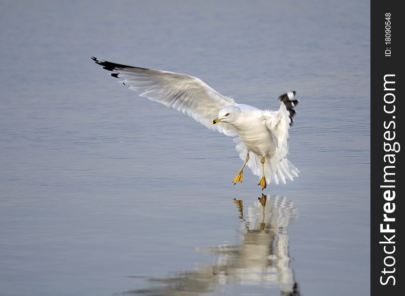 A seagull coming to land on water. A seagull coming to land on water