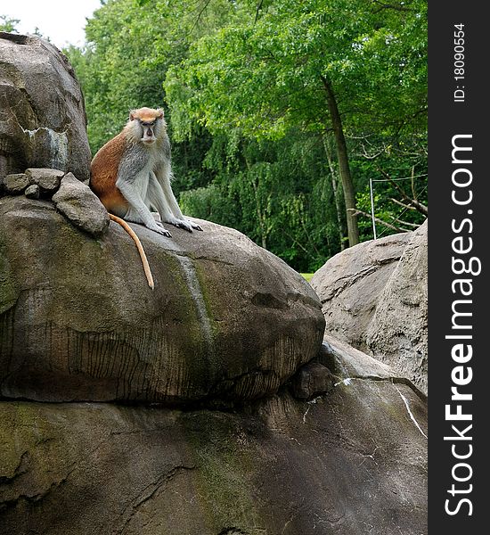 Monkey resting on rocks in zoo. Monkey resting on rocks in zoo
