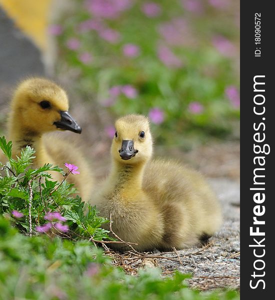 Two goslings taking a rest