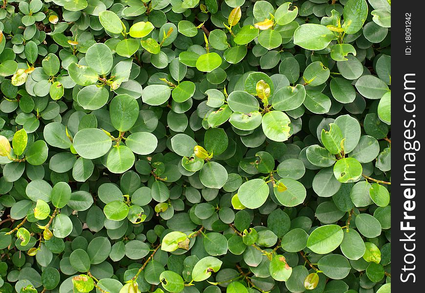 Lovely green cluster of circular leaves