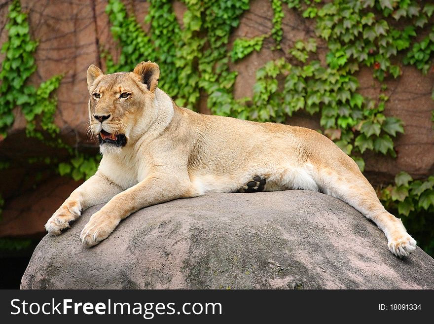 Lion lays on the rock, United States. Lion lays on the rock, United States
