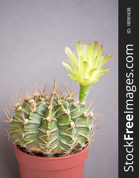 Blooming cactus on dark background (Gymnocalycium).Image with shallow depth of field. Blooming cactus on dark background (Gymnocalycium).Image with shallow depth of field.