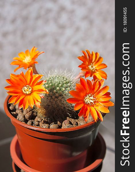 Blooming cactus on dark background (Rebutia).Image with shallow depth of field. Blooming cactus on dark background (Rebutia).Image with shallow depth of field.