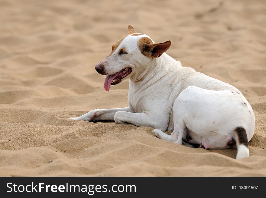 A lazy dog sitting on the beach sand