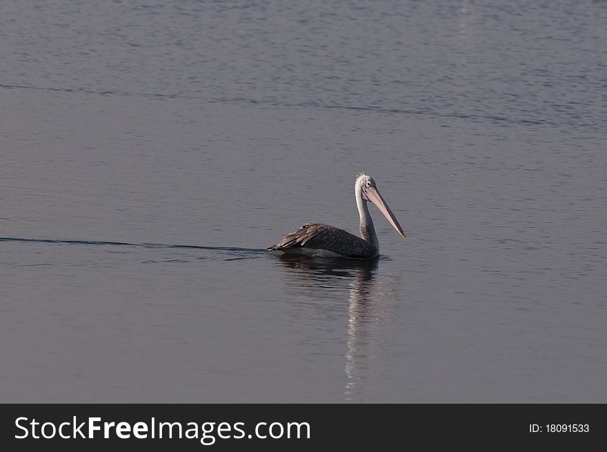 Spot Billed Pelican