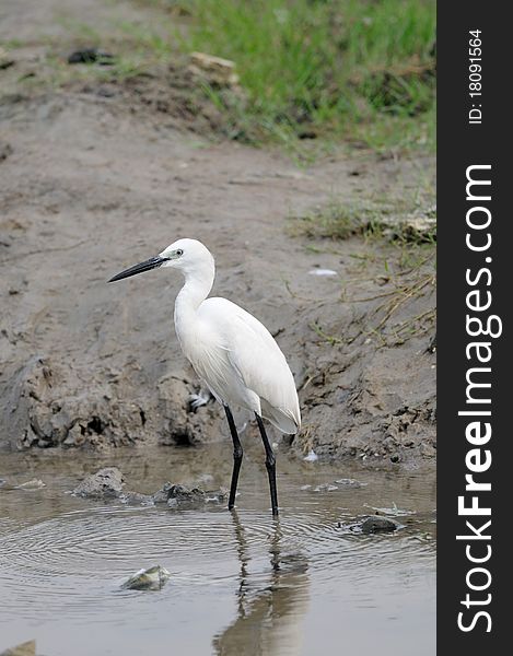 Migratory birds at pallikaranai marshland, India