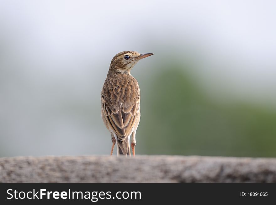 A paddy field pipit resting on a stone wall