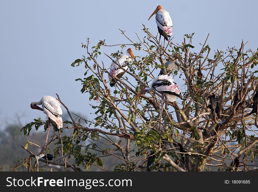Painted Stork in his natural habitat