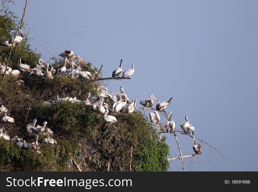 Painted Stork in his natural habitat