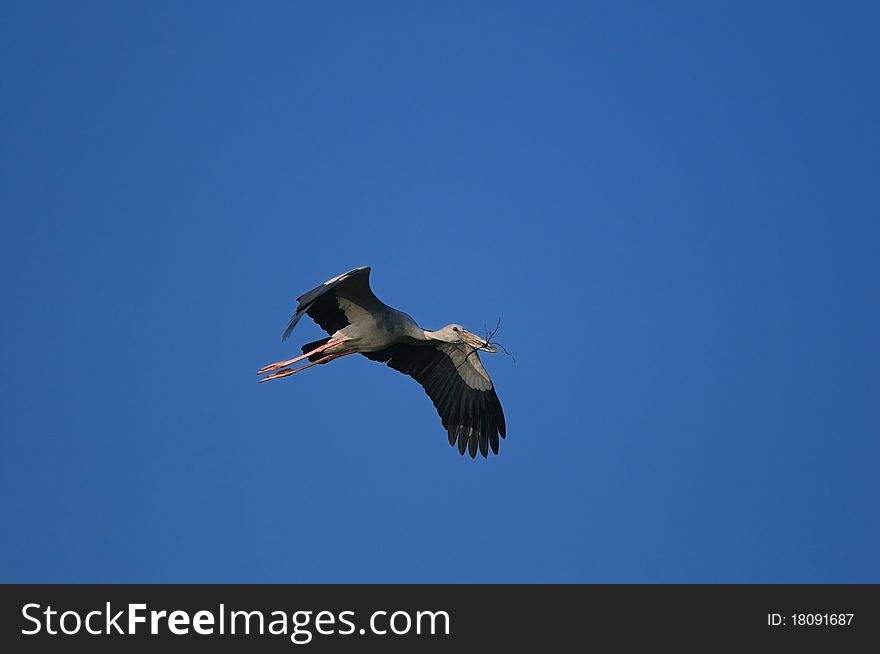 Asian Open bill stork in his natural habitat. Asian Open bill stork in his natural habitat