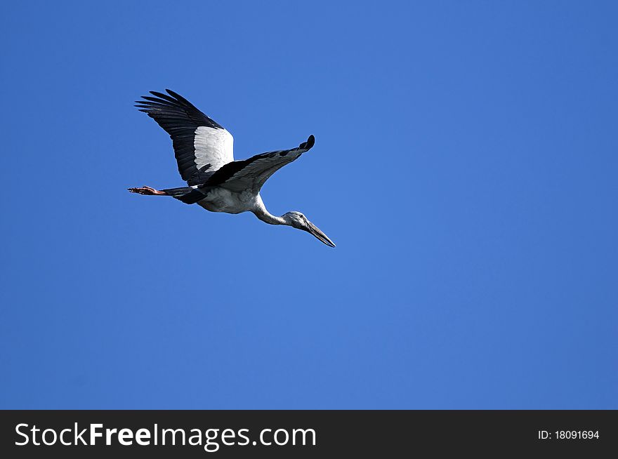 Asian Open bill stork in his natural habitat. Asian Open bill stork in his natural habitat