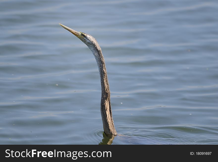 Black Headed Ibis