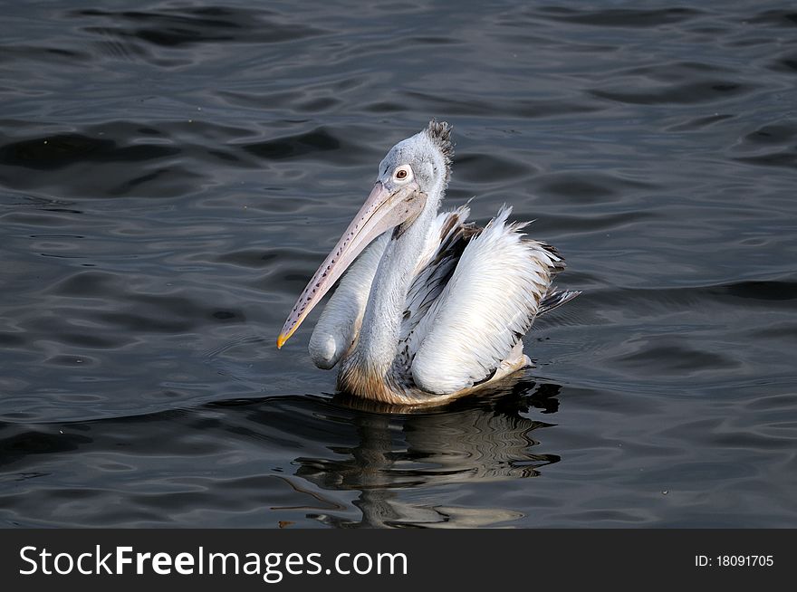 Spot Billed Pelican in his natural habitat