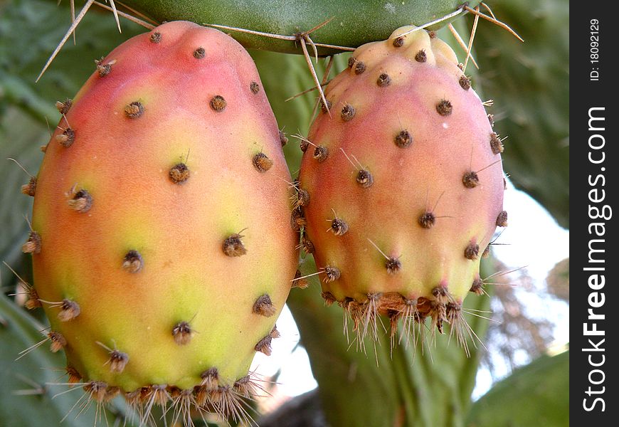 Product Cactus