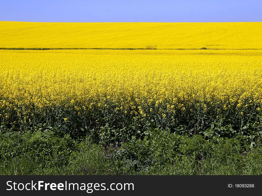 Yellow canola