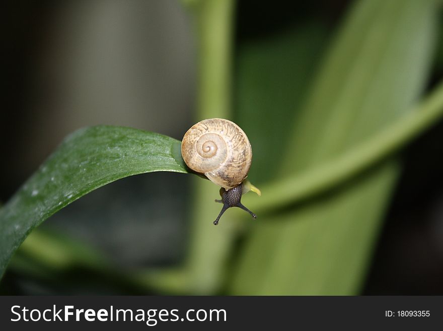 Image of a snail that walks on the leaf of a flower