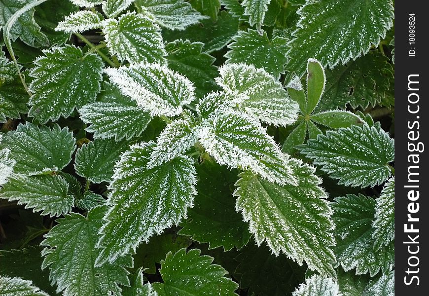 Crystals of ice with needle-shape on leaves. Crystals of ice with needle-shape on leaves.