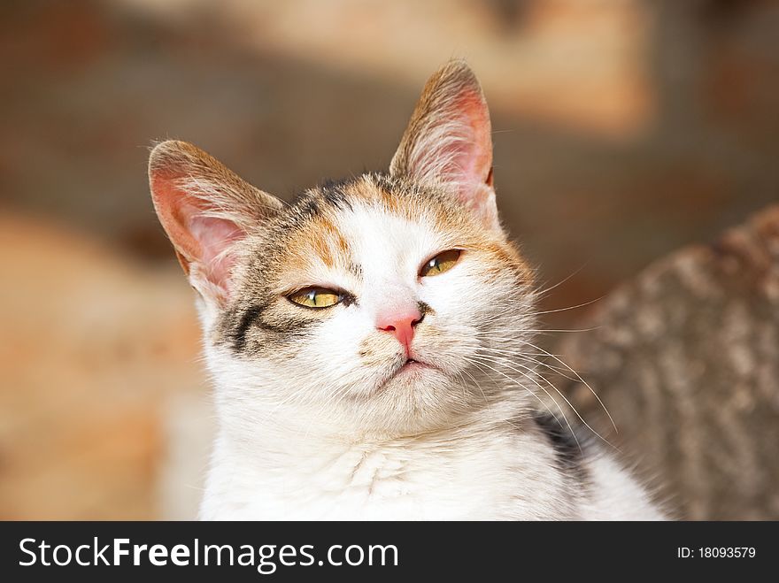 Beautiful domestic cat with yellow eyes. Beautiful domestic cat with yellow eyes