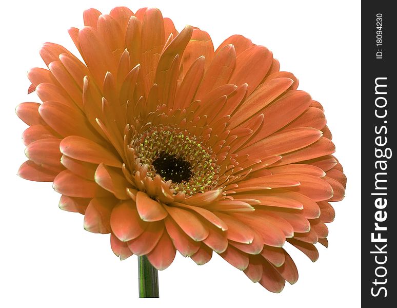 Gerbera full isolated on white background, without shadows