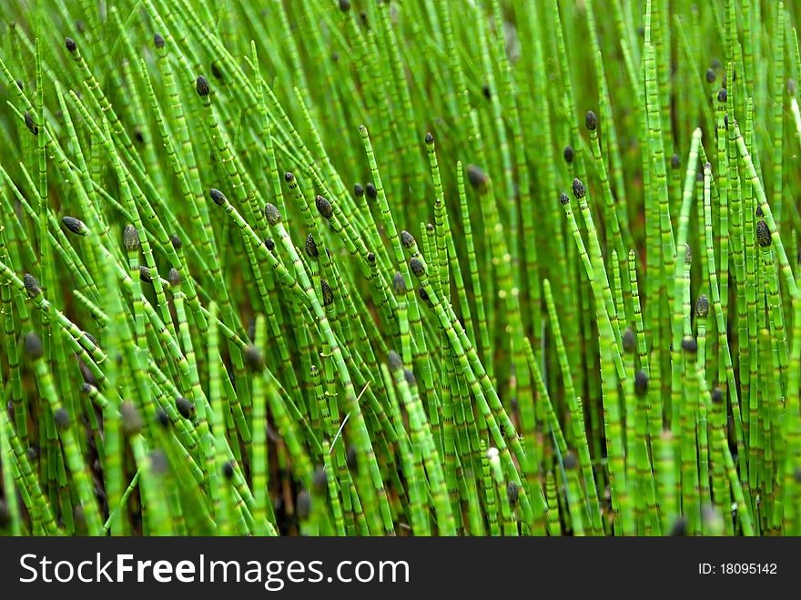 Closeup on Green Grass Sticks in Wetlands. Green Swamp Vegetation Background. Shallow Focus