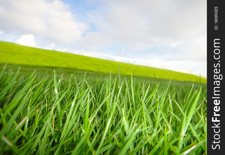 Grass in summer with blue sky