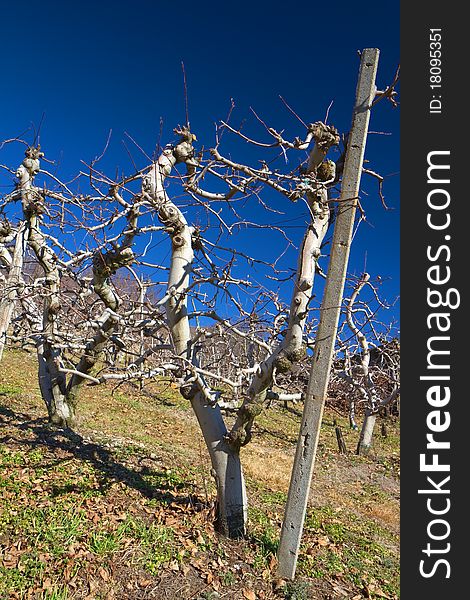 Naked apple trees during winter