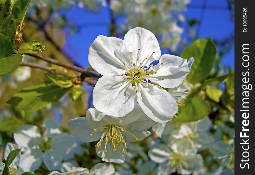 Beautiful flowering cherry tree in spring. Beautiful flowering cherry tree in spring