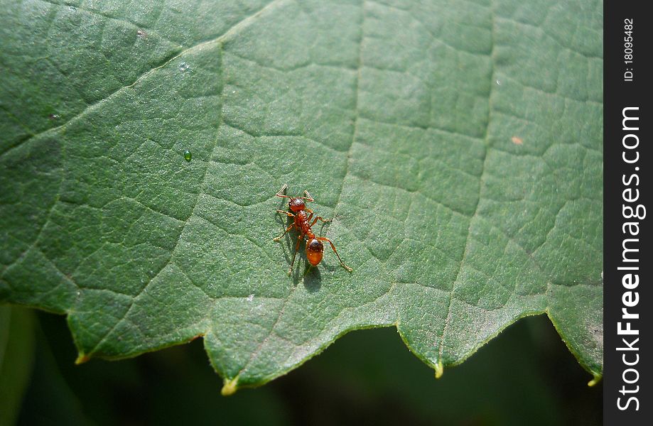 Ant On A Leaf Of A Grapes A Close Up