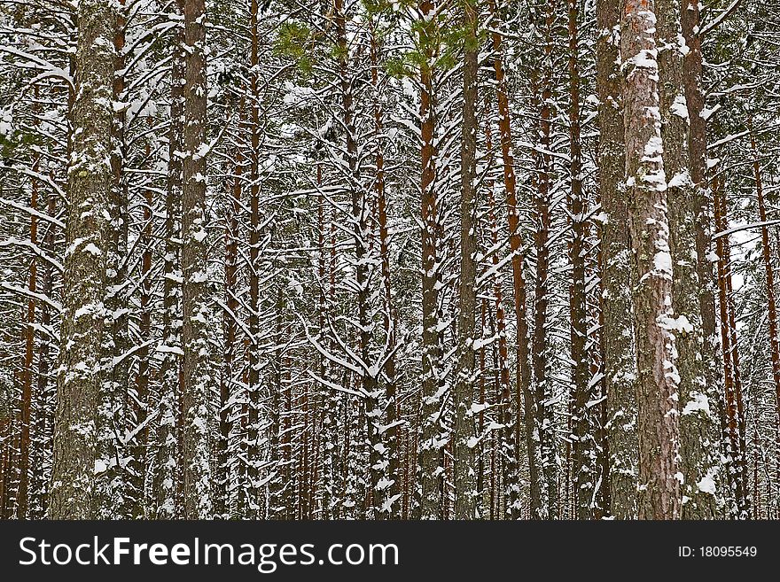 Pine forest in middle of Russia near Chudskoe lake January cloudy day. Pine forest in middle of Russia near Chudskoe lake January cloudy day