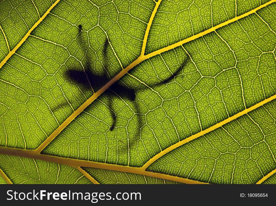 Insect On A Leaf