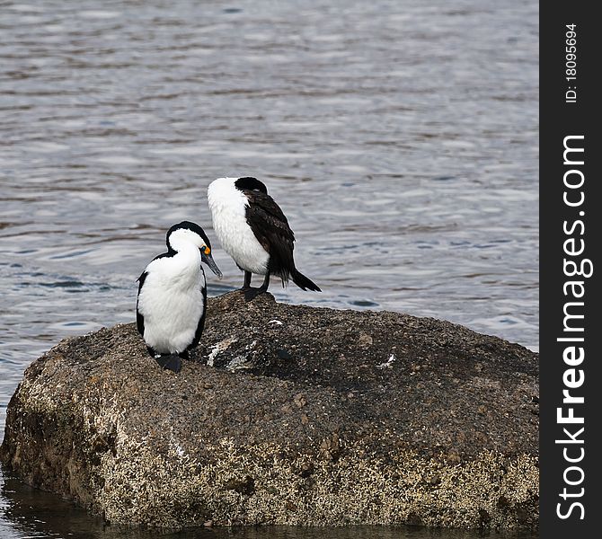 Little Pied Cormorants on a rock near Granite Island Voctor Harbor South Australia