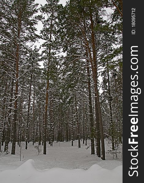Pine forest in middle of Russia near Chudskoe lake January cloudy day. Pine forest in middle of Russia near Chudskoe lake January cloudy day