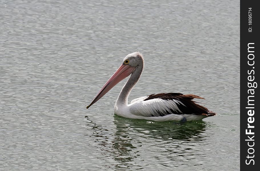 Australian Pelican on calm water