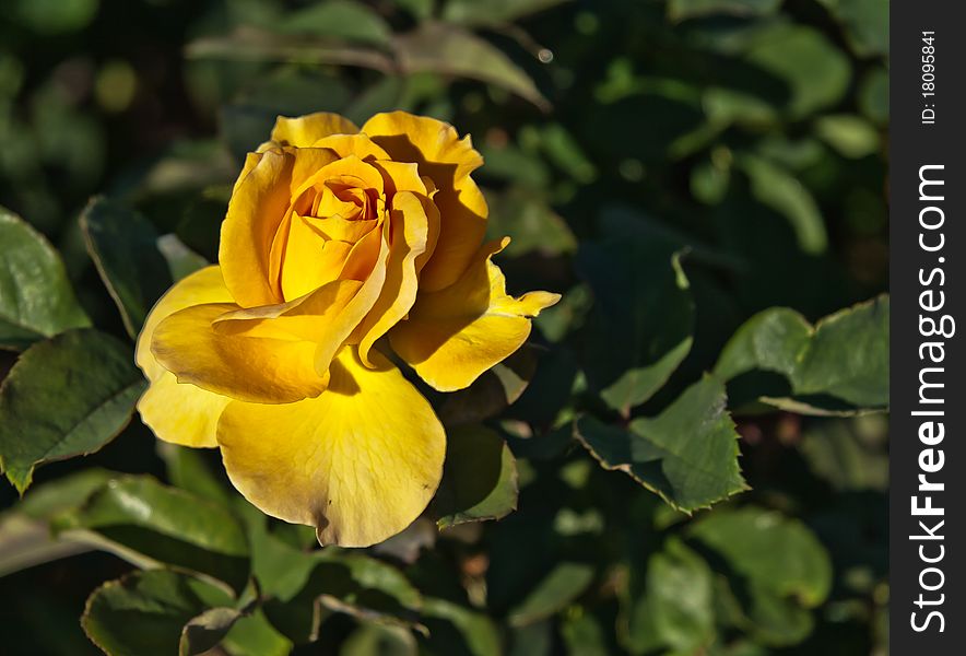 Beautiful yellow rose flower