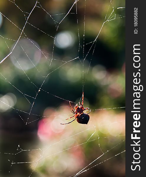 A garden spider on a spider web, on a sunny day