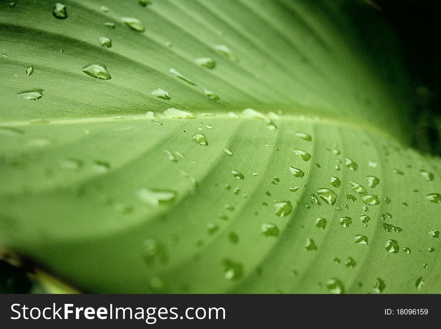 Green wallpaper with drops on leave