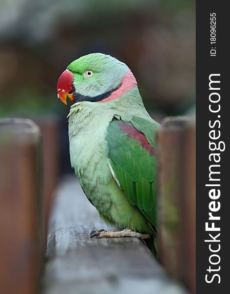 Green Parrot with Red Mouth (Rose-ringed Parakeet)