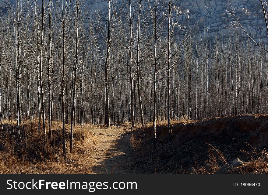 the Poplar woods in the foothills in winter.