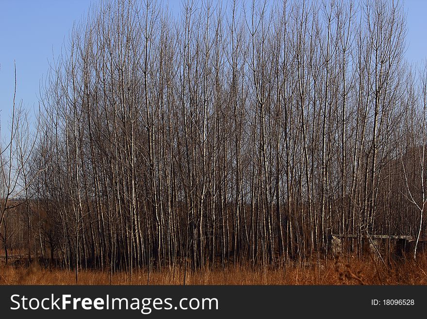 Poplar trees in sunny winter days. Poplar trees in sunny winter days.