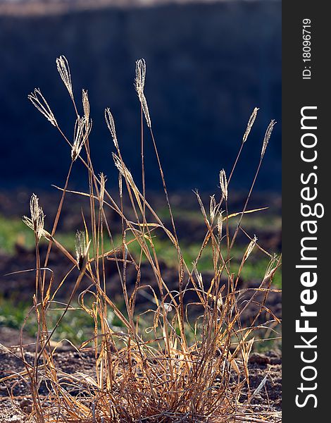Dry grass on a dark background in backlit. Dry grass on a dark background in backlit.