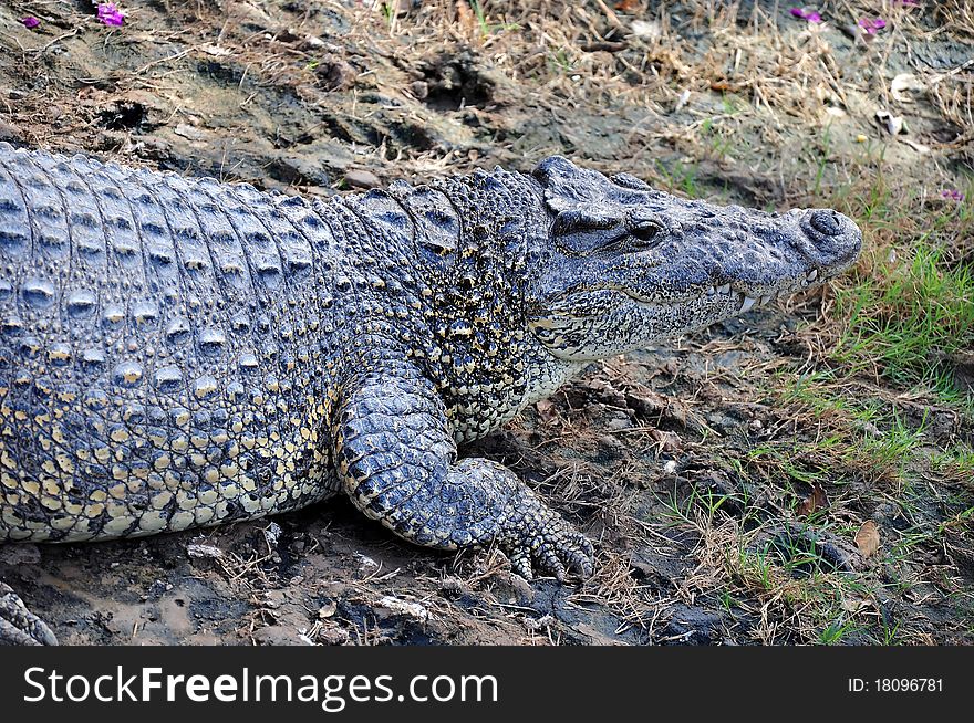 Front half of a Cuban Crocodile