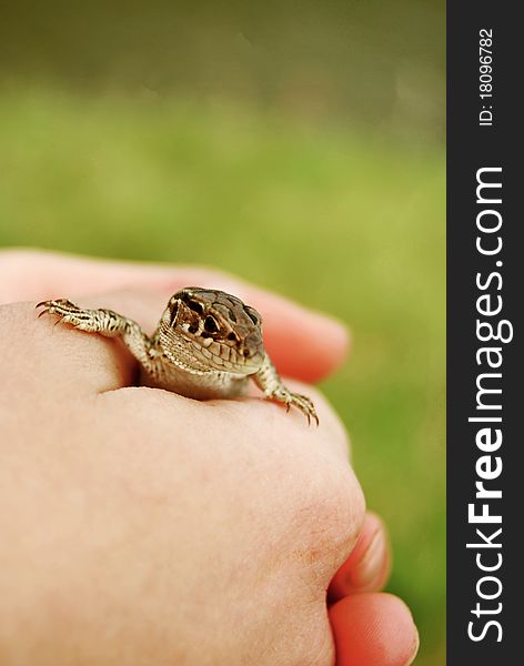 Brown lizard in my hands