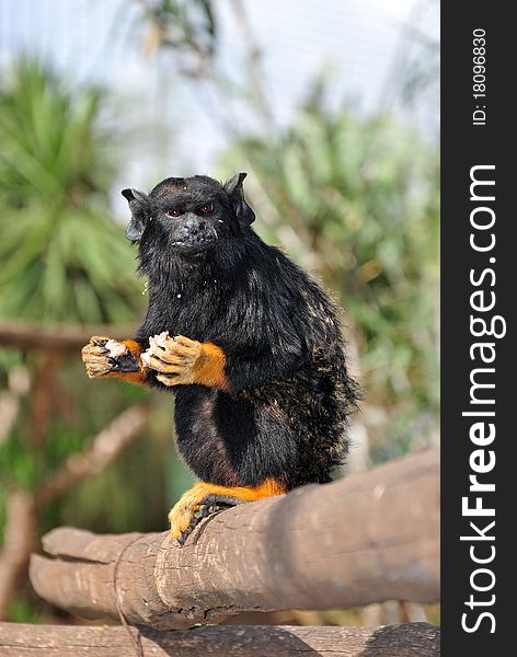 A Red Handed Tamarin having lunch. A Red Handed Tamarin having lunch