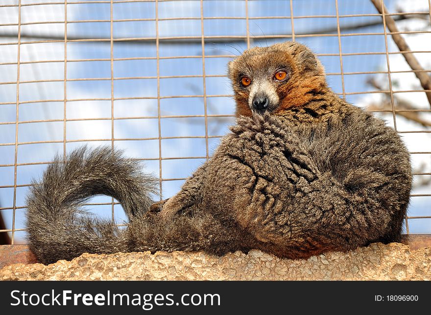 Madagascan Brown Lemur sitting on a rock